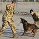 Illustration for article titled YOU CAN ADOPT A WAR DOG